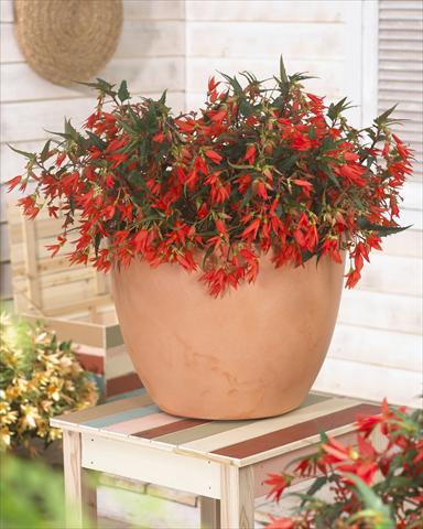 Photos von Blumenvarianten benutzt als: Beet, Topf oder Ampel Begonia Crakling Fire Orange