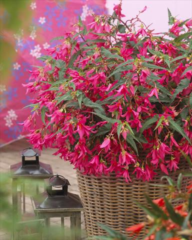 Photos von Blumenvarianten benutzt als: Beet, Topf oder Ampel Begonia Crakling Fire Pink