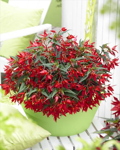 Photos von Blumenvarianten benutzt als: Beet, Topf oder Ampel Begonia Crakling Fire Red