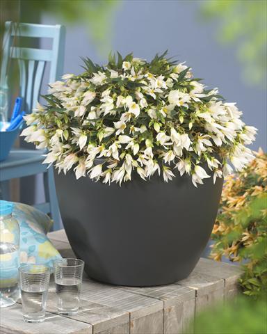 Photos von Blumenvarianten benutzt als: Beet, Topf oder Ampel Begonia Crakling Fire White