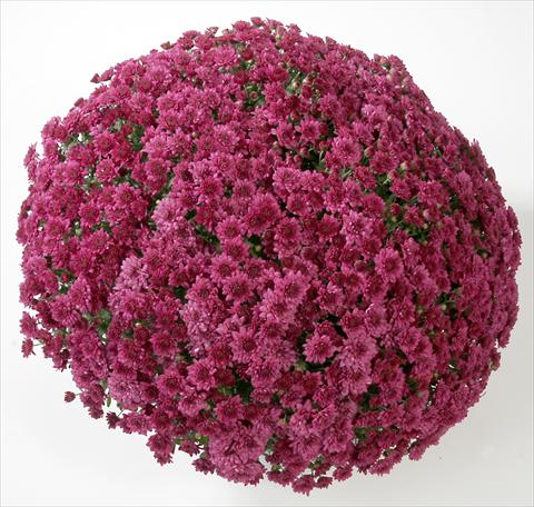 Photos von Blumenvarianten benutzt als: Topf und Beet Chrysanthemum Belgian Astrix