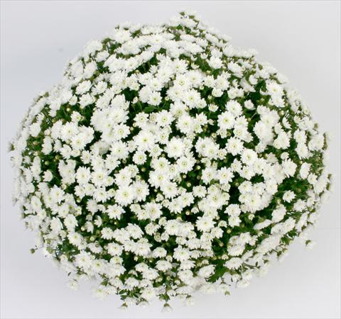 Photos von Blumenvarianten benutzt als: Topf und Beet Chrysanthemum Belgian Campina