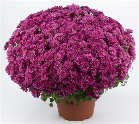 Photos von Blumenvarianten benutzt als: Topf und Beet Chrysanthemum Belgian Erina Mauve