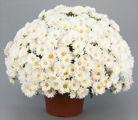 Photos von Blumenvarianten benutzt als: Topf und Beet Chrysanthemum Belgian Isaura White