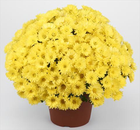 Photos von Blumenvarianten benutzt als: Topf und Beet Chrysanthemum Belgian Isaura Yellow