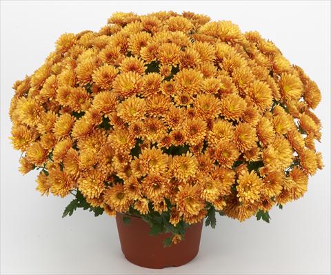 Photos von Blumenvarianten benutzt als: Topf und Beet Chrysanthemum Belgian Marjolein Orange