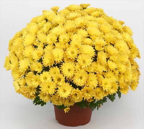 Photos von Blumenvarianten benutzt als: Topf und Beet Chrysanthemum Belgian Marjolein Yellow