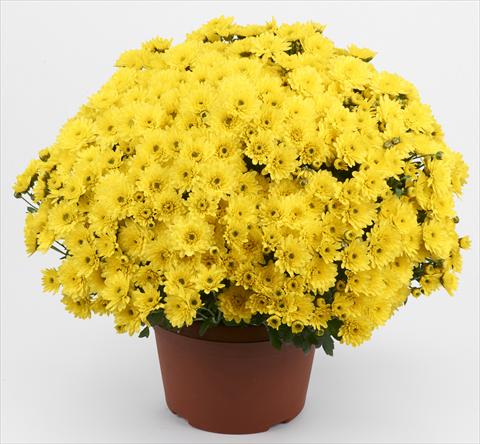 Photos von Blumenvarianten benutzt als: Topf und Beet Chrysanthemum Belgian Pikato