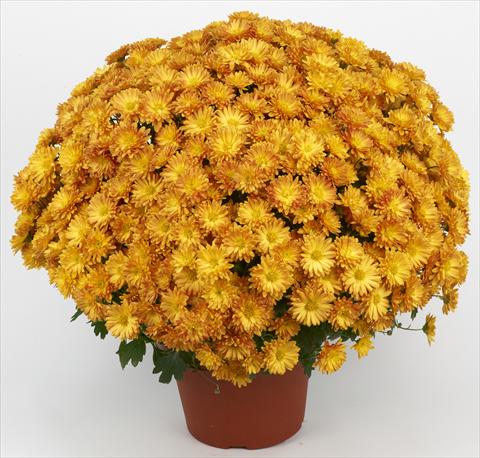 Photos von Blumenvarianten benutzt als: Topf und Beet Chrysanthemum Belgian Samini Orange
