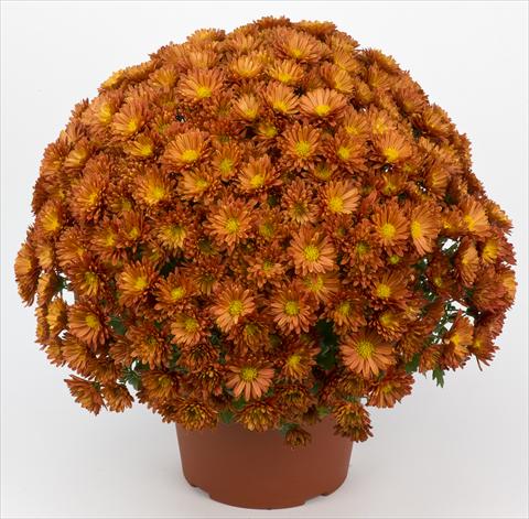 Photos von Blumenvarianten benutzt als: Topf und Beet Chrysanthemum Belgian Samini Rouge