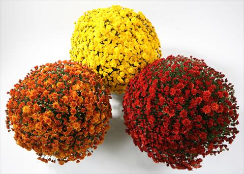 Photos von Blumenvarianten benutzt als: Topf und Beet Chrysanthemum Belgian Samini yellow red bronze