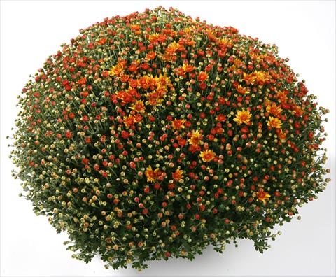 Photos von Blumenvarianten benutzt als: Topf und Beet Chrysanthemum Belgian Santana