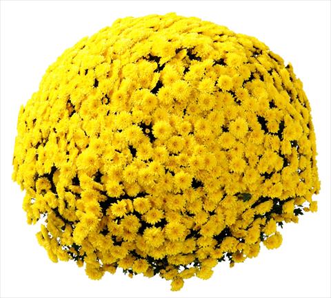 Photos von Blumenvarianten benutzt als: Topf und Beet Chrysanthemum Belgian Vittorio