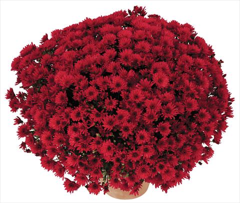 Photos von Blumenvarianten benutzt als: Topf und Beet Chrysanthemum Golette Balma Rouge