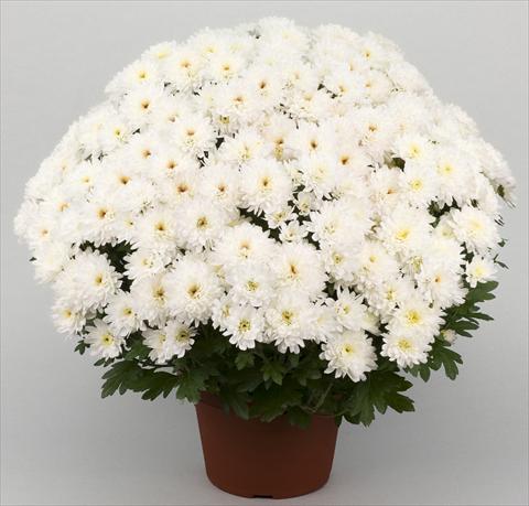 Photos von Blumenvarianten benutzt als: Topf und Beet Chrysanthemum Golette Borea Blanc