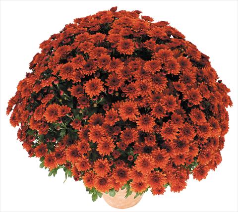 Photos von Blumenvarianten benutzt als: Topf und Beet Chrysanthemum Golette Borea Cuivre