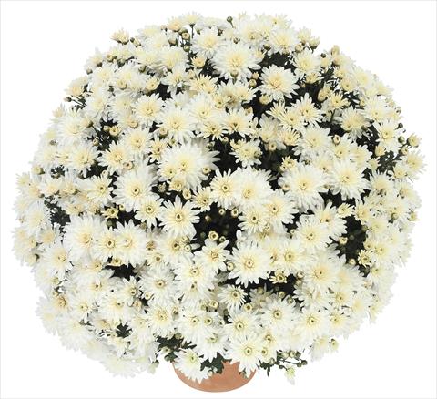 Photos von Blumenvarianten benutzt als: Topf und Beet Chrysanthemum Golette Burma Blanc