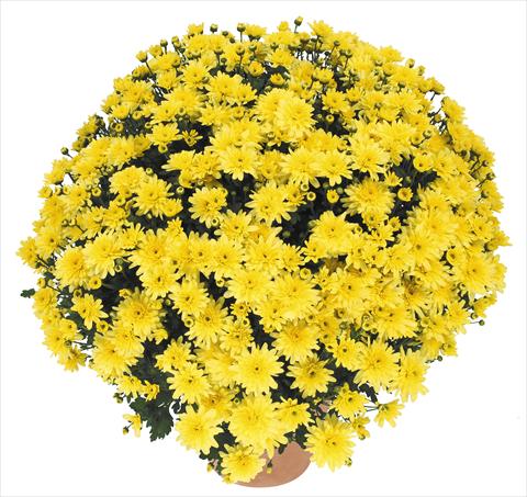 Photos von Blumenvarianten benutzt als: Topf und Beet Chrysanthemum Golette Burma Jaune