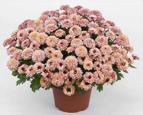 Photos von Blumenvarianten benutzt als: Topf und Beet Chrysanthemum Golette Rasta Cerise
