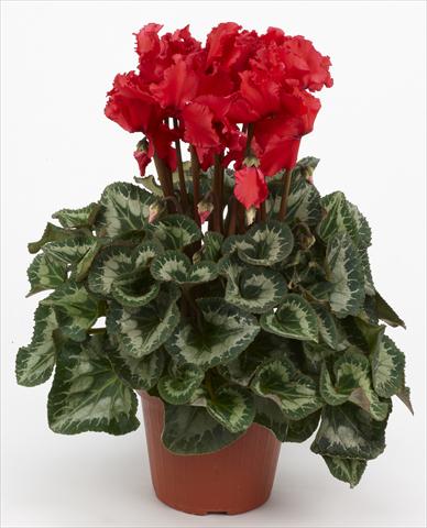 Photos von Blumenvarianten benutzt als: Ampel/Topf Cyclamen persicum Halios® Curly Écarlate
