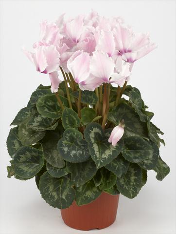 Photos von Blumenvarianten benutzt als: Ampel/Topf Cyclamen persicum Halios® Curly Fuchsia Clair e Flammé