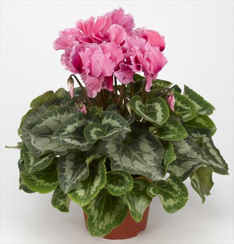 Photos von Blumenvarianten benutzt als: Ampel/Topf Cyclamen persicum Halios® Curly Fuchsia