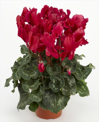 Photos von Blumenvarianten benutzt als: Ampel/Topf Cyclamen persicum Halios® Curly Magenta