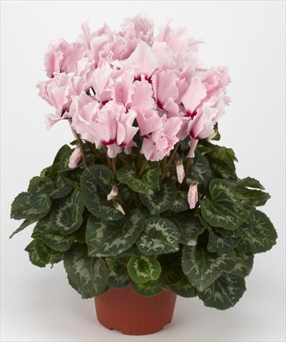 Photos von Blumenvarianten benutzt als: Ampel/Topf Cyclamen persicum Halios® Curly Rose Clair à Oeil rouge