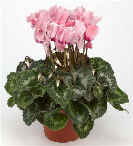 Photos von Blumenvarianten benutzt als: Ampel/Topf Cyclamen persicum Halios® Curly Rose saumoné e Flammé