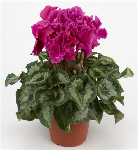 Photos von Blumenvarianten benutzt als: Ampel/Topf Cyclamen persicum Halios® Curly Violet Foncé liseré