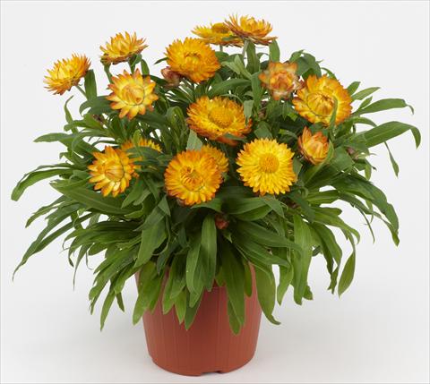 Photos von Blumenvarianten benutzt als: Topf und Beet Helichrysum (Bracteantha) Braxi Gold