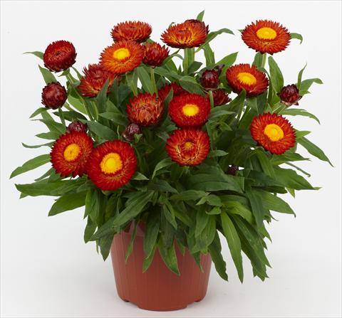 Photos von Blumenvarianten benutzt als: Topf und Beet Helichrysum (Bracteantha) Braxi Red