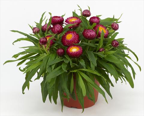 Photos von Blumenvarianten benutzt als: Topf und Beet Helichrysum (Bracteantha) Braxi Violet