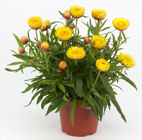 Photos von Blumenvarianten benutzt als: Topf und Beet Helichrysum (Bracteantha) Braxi Yellow