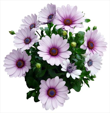 Photos von Blumenvarianten benutzt als: Topf und Beet Osteospermum Cape Daisy Purple Illumination