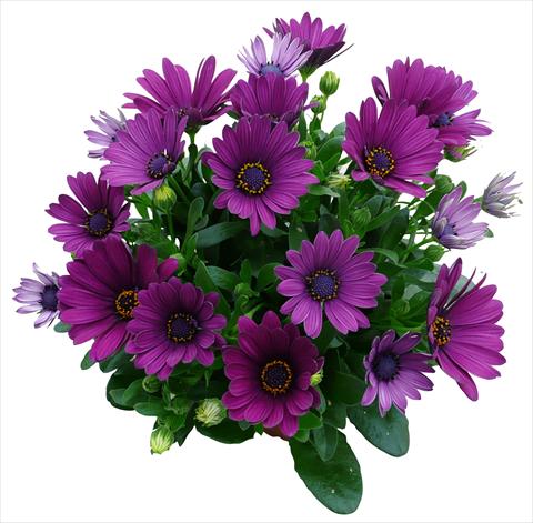 Photos von Blumenvarianten benutzt als: Topf und Beet Osteospermum Cape Daisy Purple