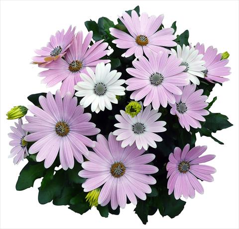Photos von Blumenvarianten benutzt als: Topf und Beet Osteospermum Cape Daisy Softly Pink