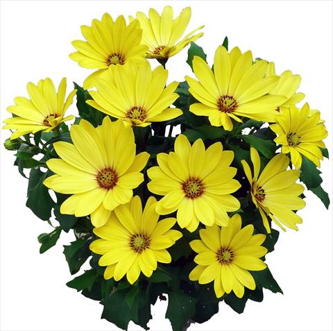 Photos von Blumenvarianten benutzt als: Topf und Beet Osteospermum Cape Daisy Yellow Halo