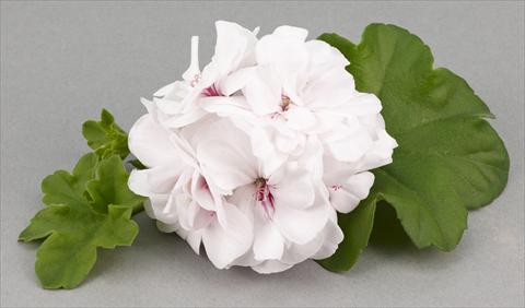 Photos von Blumenvarianten benutzt als: Topf, Terrasse, Ampel. Pelargonium peltatum White Pearl