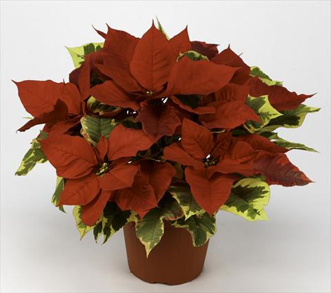 Photos von Blumenvarianten benutzt als: Topf Poinsettia - Euphorbia pulcherrima Primero Red Tapestry