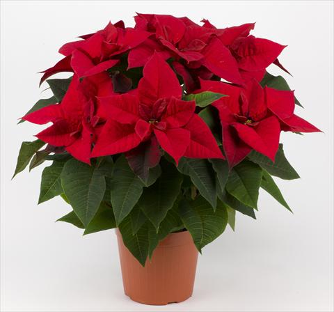 Photos von Blumenvarianten benutzt als: Topf Poinsettia - Euphorbia pulcherrima Superba Red