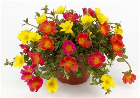 Photos von Blumenvarianten benutzt als: Beet, Terrasse, Ampel Portulaca Duna® Explosive