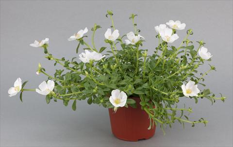 Photos von Blumenvarianten benutzt als: Beet, Terrasse, Ampel Portulaca Duna® White Improved