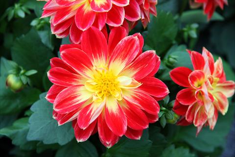 Photos von Blumenvarianten benutzt als: Topf und Beet Dahlia Imagine Power® Yellow Red
