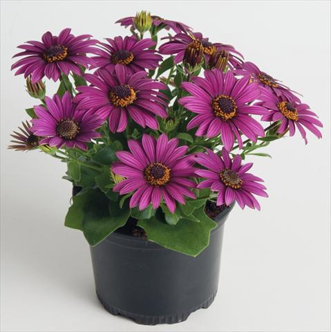 Photos von Blumenvarianten benutzt als: Topf und Beet Osteospermum ecklonis Astra Purple