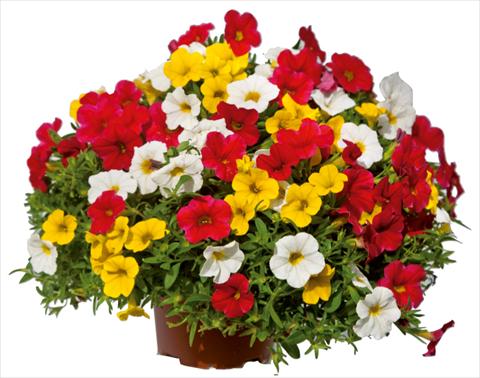 Photos von Blumenvarianten benutzt als: Topf, Beet, Terrasse 3 Combo Colours Games Capri Mix