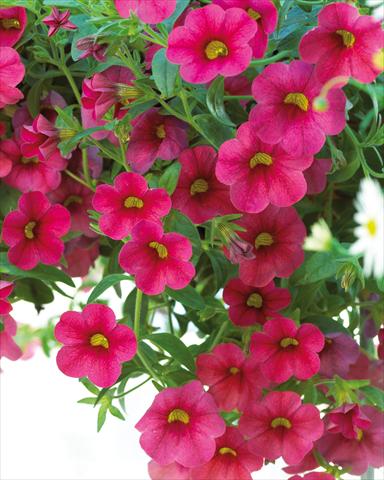 Photos von Blumenvarianten benutzt als: Topf, Beet, Terrasse, Ampel Calibrachoa Million Bells® Compact Cherry