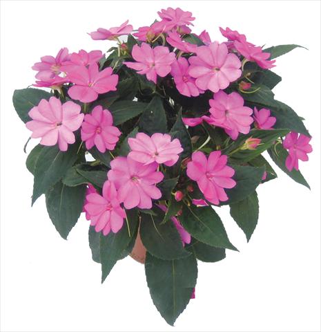 Photos von Blumenvarianten benutzt als: Topf, Beet, Terrasse, Ampel Impatiens N. Guinea SunPatiens® Compact Lilac