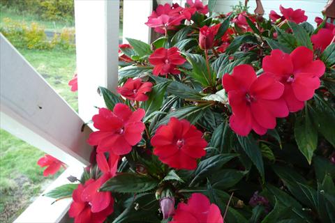Photos von Blumenvarianten benutzt als: Topf, Beet, Terrasse, Ampel Impatiens N. Guinea SunPatiens® Spreading Carmine Red