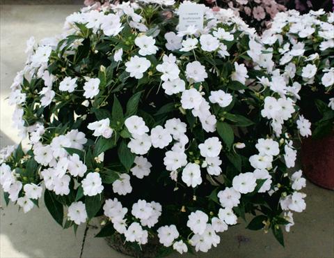 Photos von Blumenvarianten benutzt als: Topf, Beet, Terrasse, Ampel Impatiens N. Guinea SunPatiens® White
